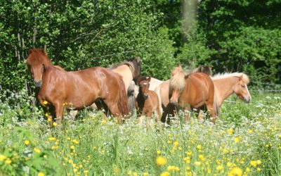 Känslosystemen i din hage, vardag och träning