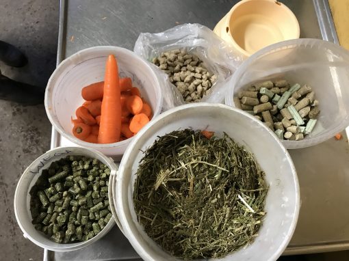 belöning, förstärkning, häst, godis, klickerträning