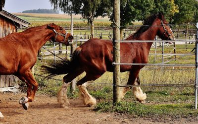Dominans och rangordning