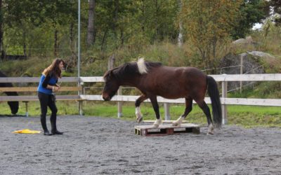 Övning: För bakbenen (och hela nervsystemet)