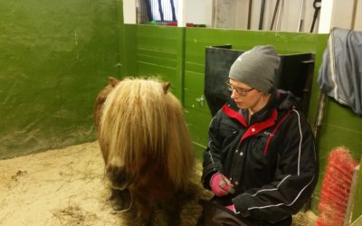 Avslappning i boxen medans en annan häst tränas