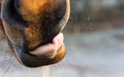 Tugg och slick – underkastelse eller stress?
