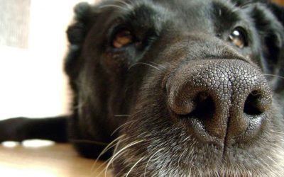 Extra: podd – Sund med Hund