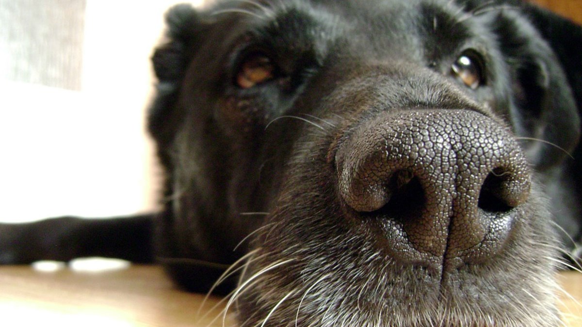 Почему у собаки мокрый нос