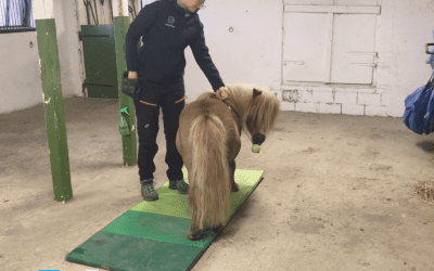 Övning: Träna när du mockar eller fodrar!