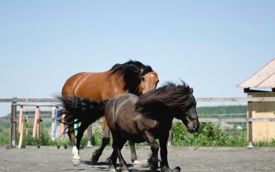 Podd: Vad är funktionen av ett (problem)beteende?