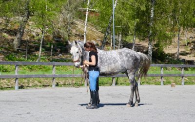 Övning: Hur stannar din häst?