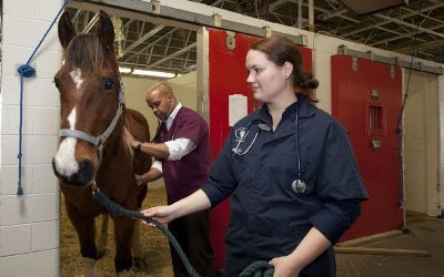Podd: Veterinärvård