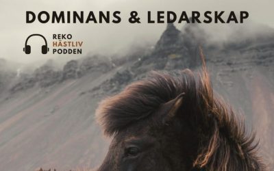 Dominans och ledarskap i hästträning