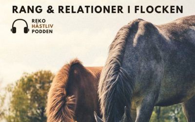 Rang & relationer i hästflocken