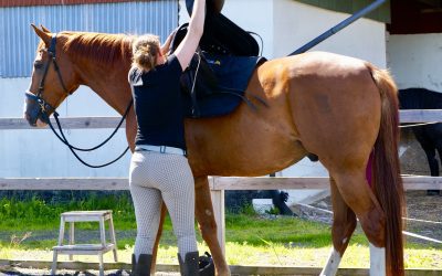 Vad tycker hästar om träning?