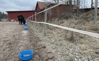 Träna hästen du har framför dig i dag